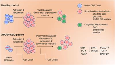 Genetic Defects in Phosphoinositide 3-Kinase δ Influence CD8+ T Cell Survival, Differentiation, and Function